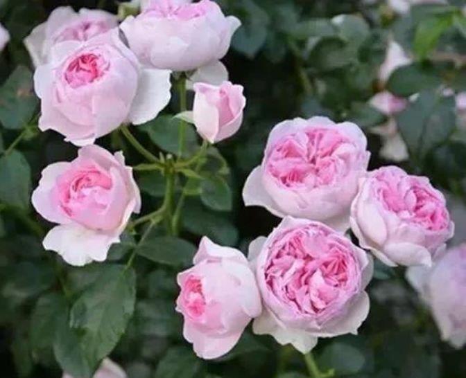 4种花很适合阳台养,花香四溢,花朵烂漫迷人,花开一茬接一茬!