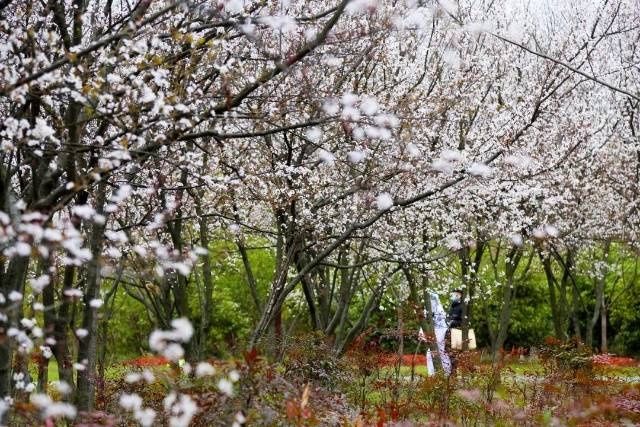 春雨绵绵，挡不住宝山顾村公园里温暖的色彩