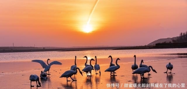 老年|太美了!走,去咸阳三原清浴河看天鹅