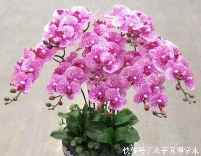 最香的4种花,家养一盆,满屋飘香,花开爆盆美如花