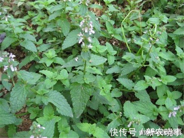 冬季|酷似螺丝钉，一到冬季就热卖，农村常见，城里很难买到