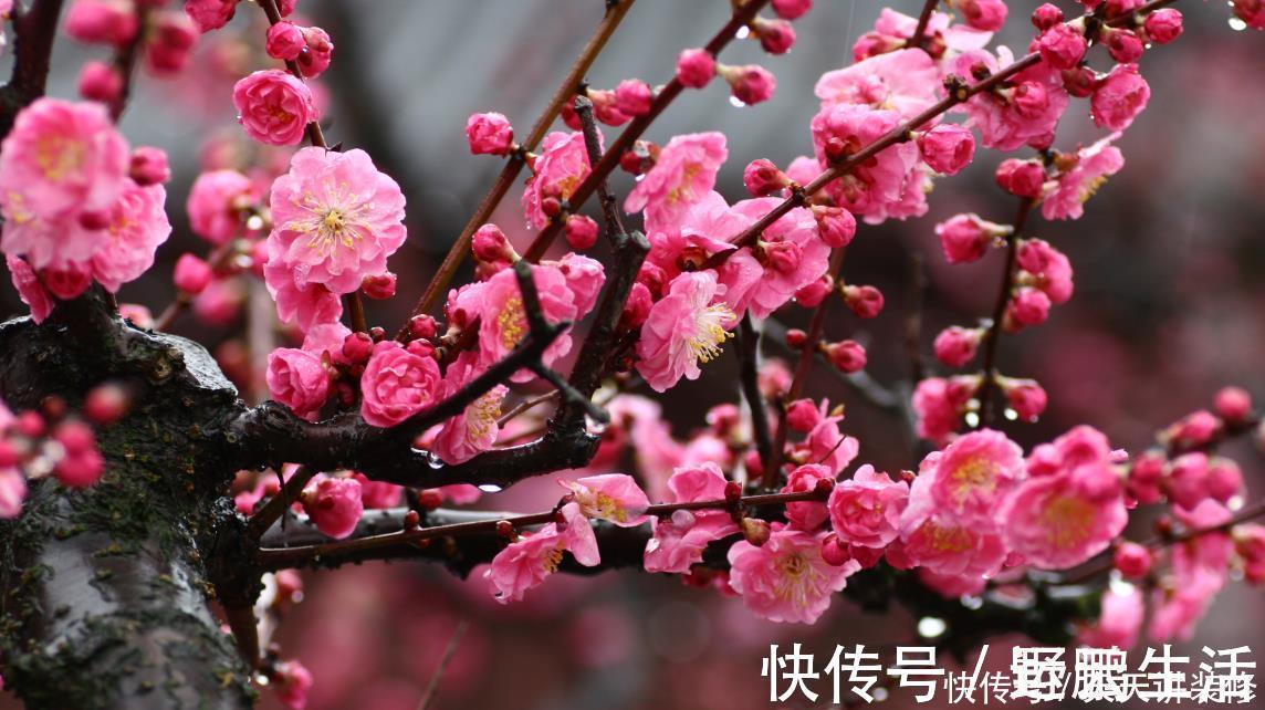 名花|中国传统十大名花你知道多少？各有千秋，看过后就像拥有！