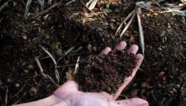  养花|学会这些，再也不用担心花不开草不绿了，你也能变成养花高手