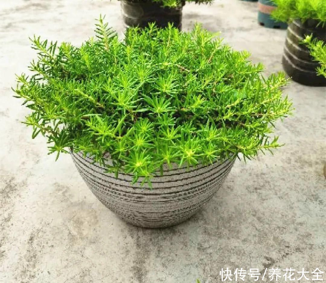 月季|8种花，现在快施肥，秋天开出满树花