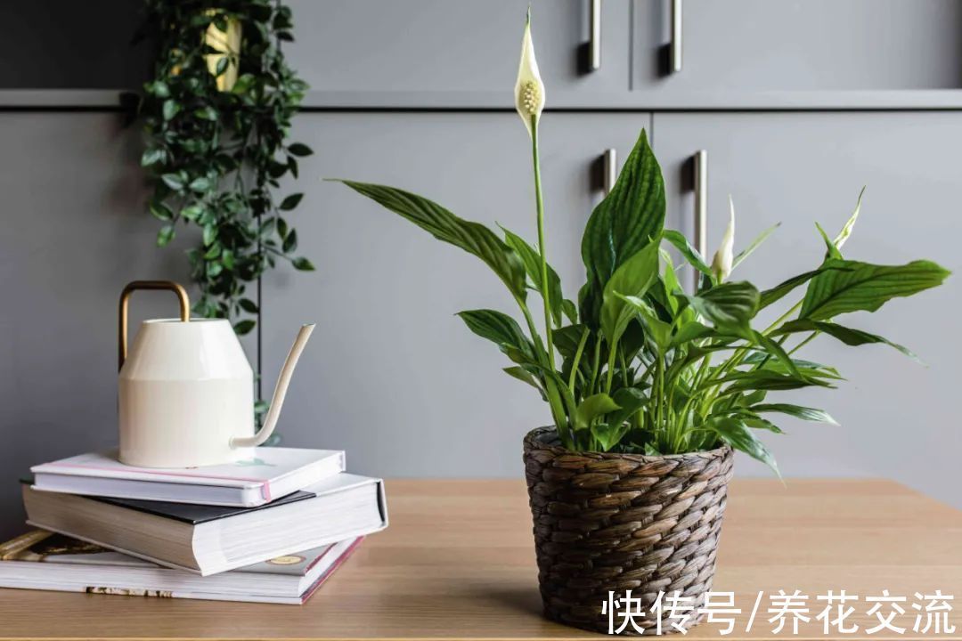 室内|15种可以在窗台上开花灿烂的室内盆栽,有散射光就能正常开花