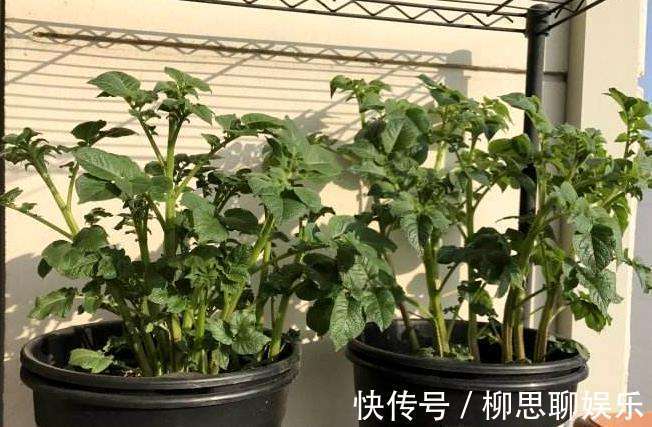花盆|家里囤的地瓜发芽了咋办立马扔土里，长出另一种美味！