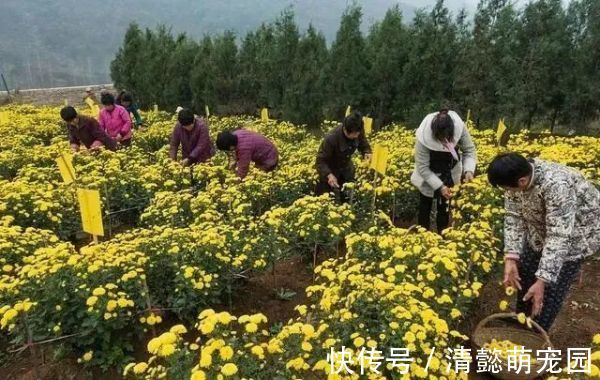 排毒|蒲公英,被称为“药草皇后”,请记住“6功效、7搭配、8禁忌”