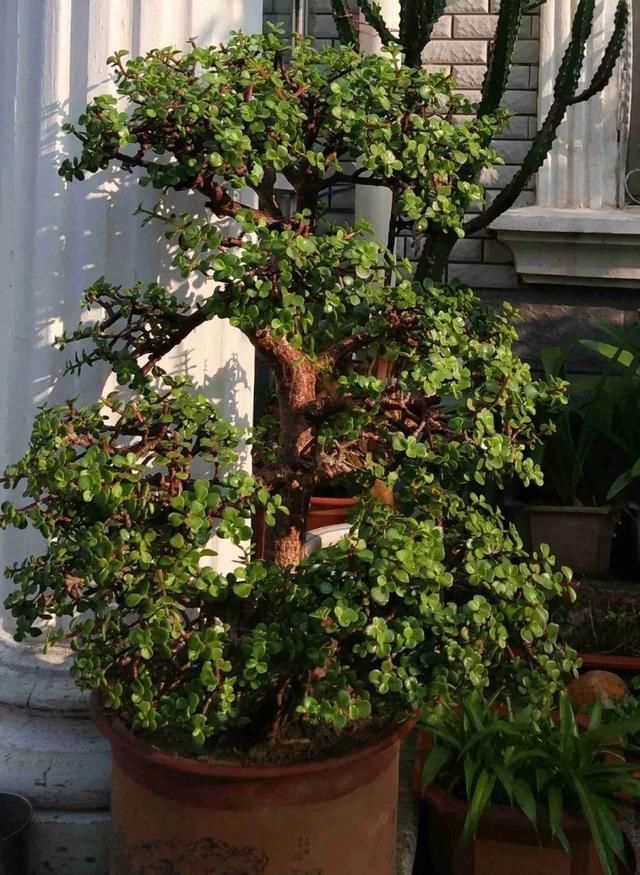 金枝玉叶拔起来养,造型惊人,身价能翻几百倍