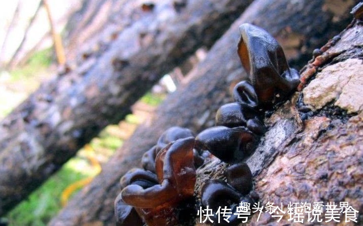 一下雨就长出来，成熟之前都不能碰，晒干一斤35元，野生更难得