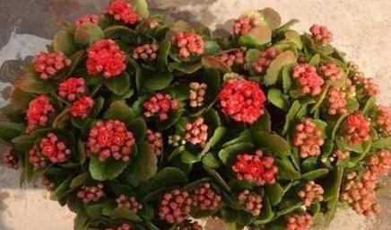 扦插长寿花,就用这方法,怎么扦插都成活,长根特别快!