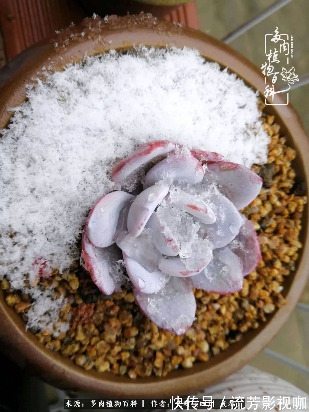 多肉|人生有时候就像多肉，不是不出彩，只是经历的时光还不够！