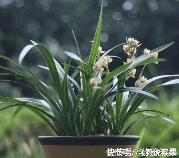 养兰您得学会识别能开花的兰株,否则入不了门