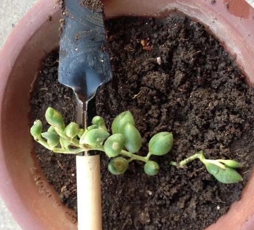 多肉“佛珠”这样养，圆鼓鼓很可爱，几个月挤满花盆