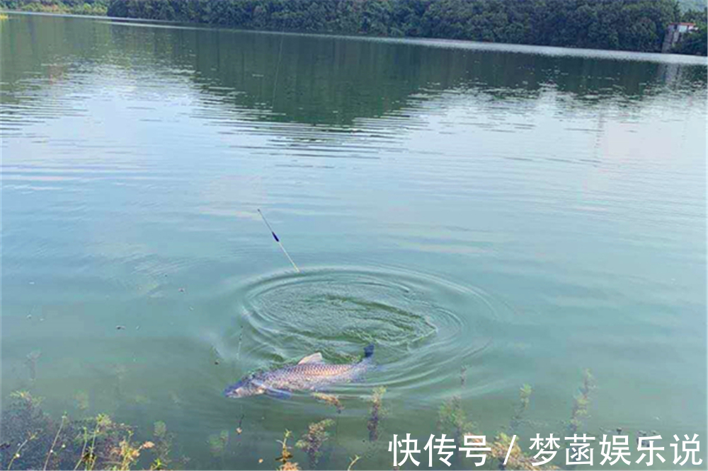 大鱼|钓鱼技巧:钓鱼要不要放口?把窝中鱼钓光,还是养一养?你怎么看