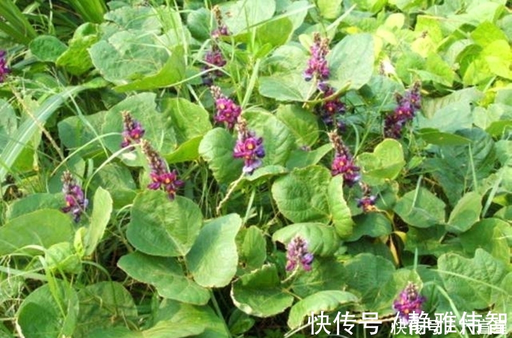 野葛|农村这种野草,有很好的润肠通便功效,如今加工成粉要80元一斤