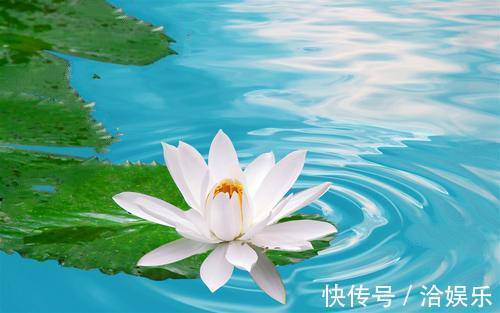 北堂|令人美到窒息的花语,世界最美的花语是什么