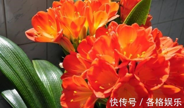 认清君子兰的“开花之道”讲究大！从此年年开花，从不夹箭！