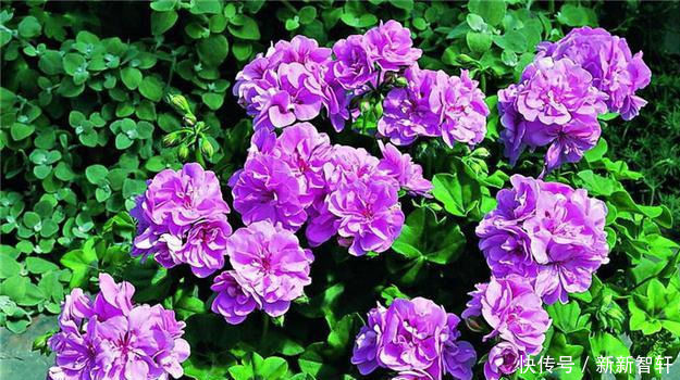 夏天就养这种花,越晒生命力越强,花色丰富,娇艳欲滴