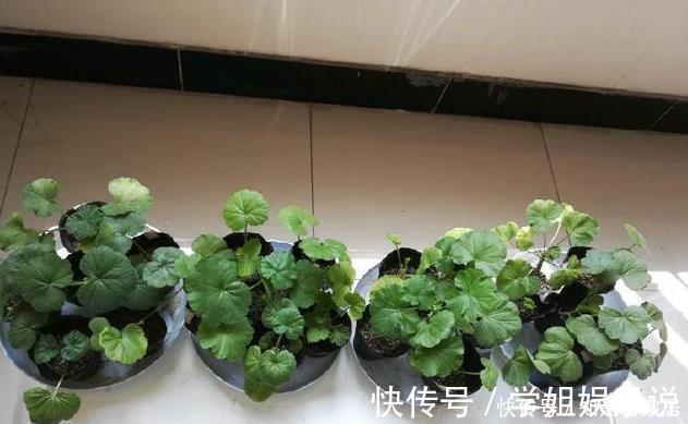 阳台上|这花花期长又漂亮,一个扦插小窍门,十天生根,轻松爆盆开成花球