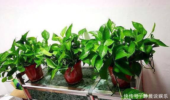 还在花钱买花遇上“6种花”掐根枝回来，插到土里就活，很简单