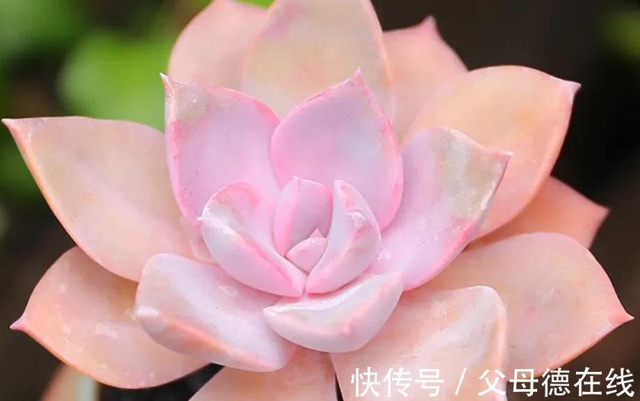 6种大普货多肉,真的好养易出状态,秋冬上色后超级漂亮