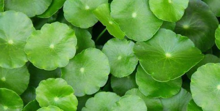 想要”铜钱草“叶片又厚、又大,做好关键2点,呼呼长,挤满盆