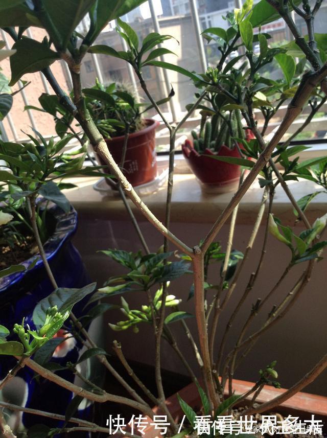 香水花|这种“香水花”,家里摆上一盆,满屋飘香,轻松爆盆