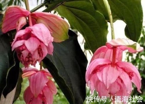 4款艳美的花卉，便宜又好养，花色鲜艳，适合种在庭院观赏