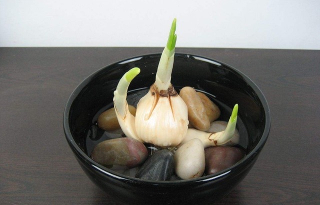 这4种花天生就是“穷命”，住不了大花盆，喝不了太多水，很好养