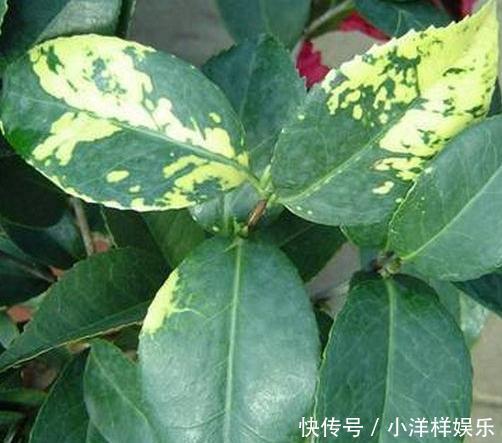 春天“蚊虫多”，养花容易死记住“一点”，蚊虫不来，养啥都爆