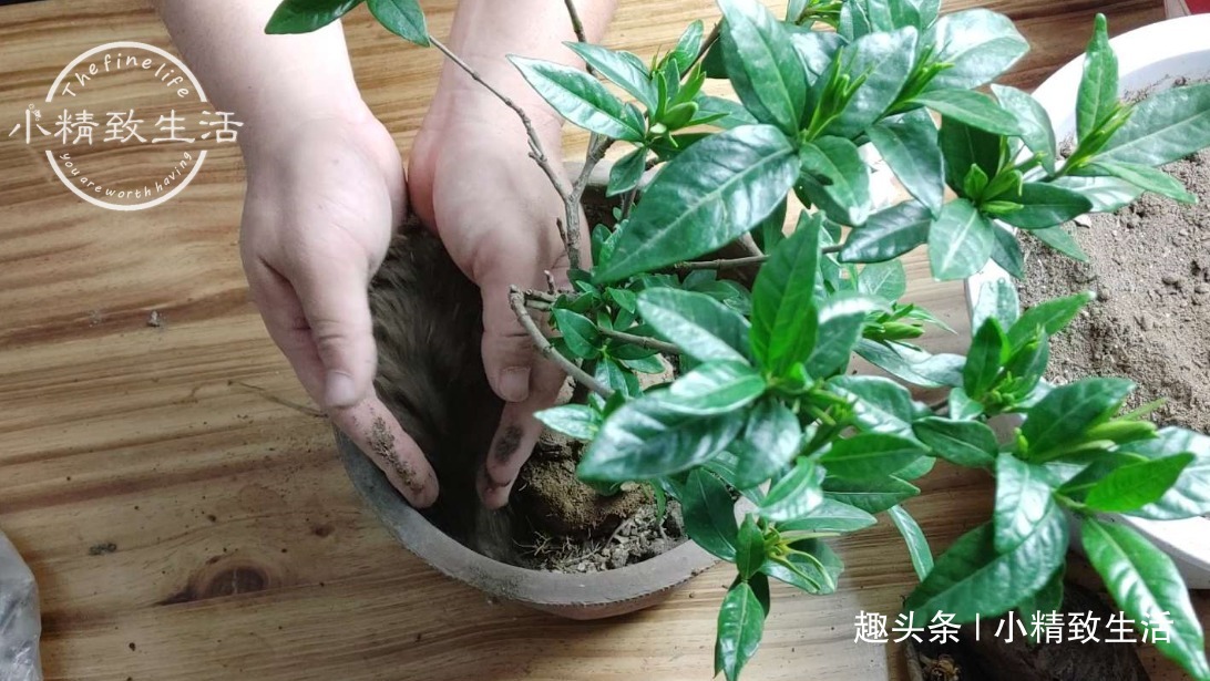 栀子花买回家，上盆分6个步骤，用9张图说明，完整明了