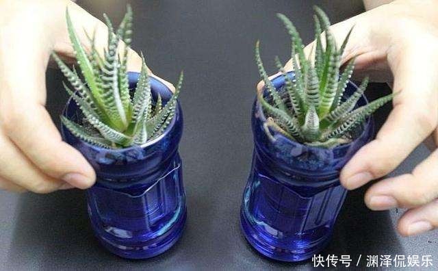 花花|废弃塑料瓶原来还能干这事以前都扔了,悔的直跺脚!