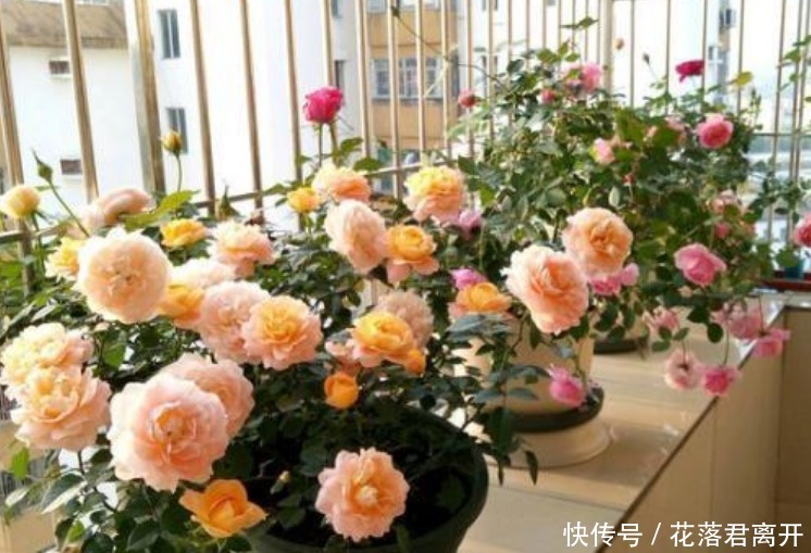 “4种花”现在扦插正合适，10天生根，夏季就开花，开满阳台！