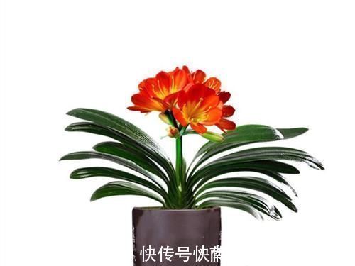 养君子兰一点也不难,但不能乱养,只需掌握四点就足够了