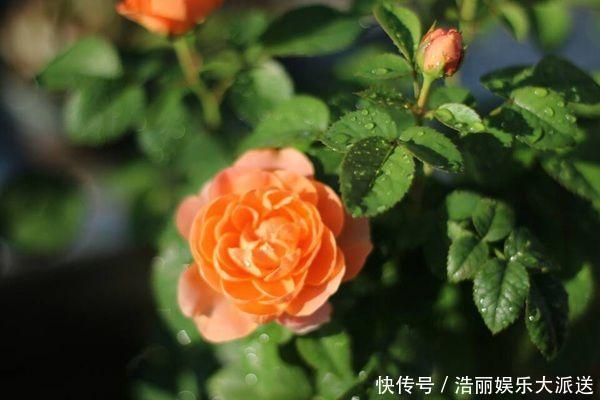 红袖红袖玫瑰|爱上养花,首选这款“精品玫瑰”果汁阳台,爆成花海,花姿卓越