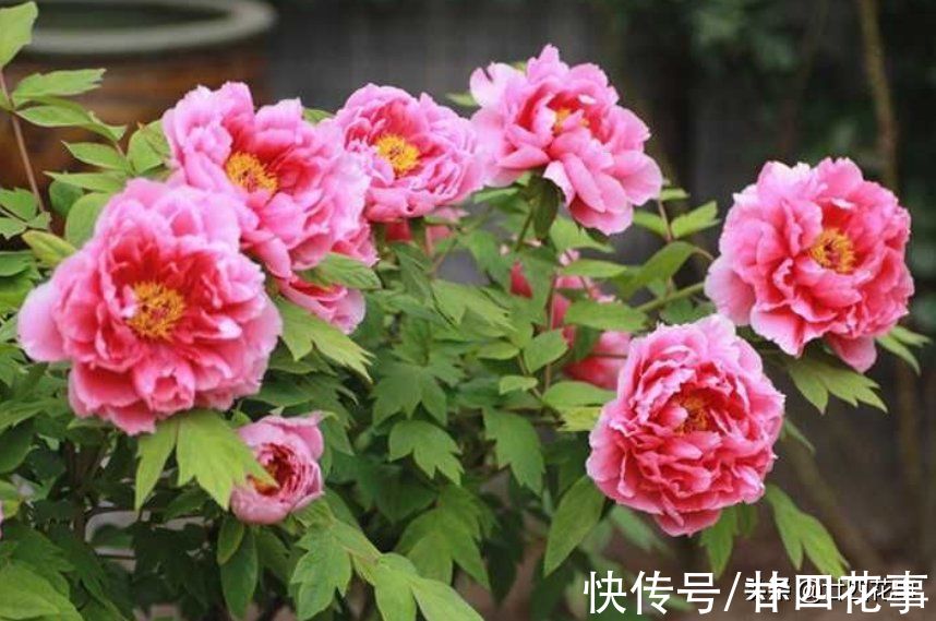 6种花要“春化”，低温冻冻才开花，冬天太暖和，春天不见花
