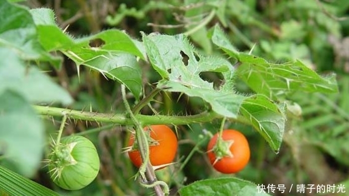 牙痛|入秋后不容错过此野果,能活血散瘀,止咳平喘,治牙痛,你认识吗