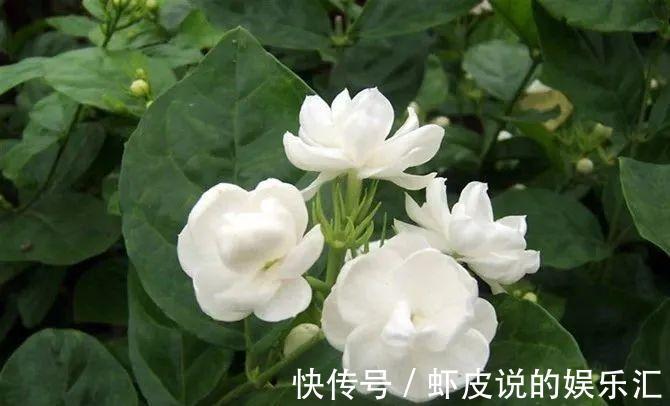教你这三招，茉莉花越开越多，一茬接一茬