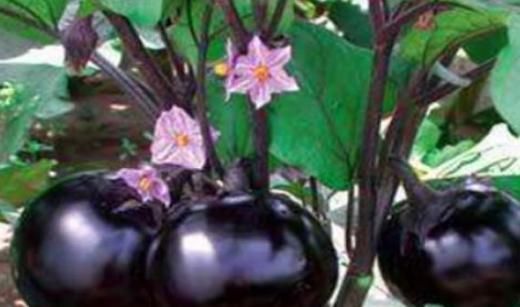 女性不想成黄脸婆,多吃的食物,淡化色斑,美白肌肤,滋阴补阴