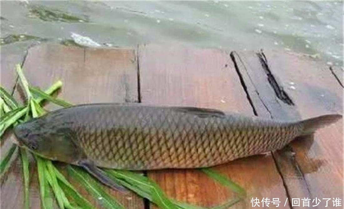 这两种钓法专门钓草鱼，不怎么费力，草鱼很容易就上钩了