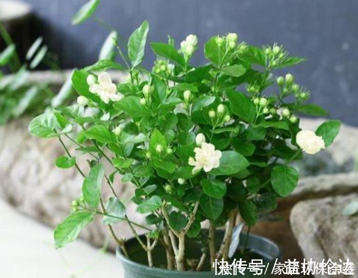 茉莉花|养花就养个花期长的,花大色艳,花团锦簇,比牡丹还美