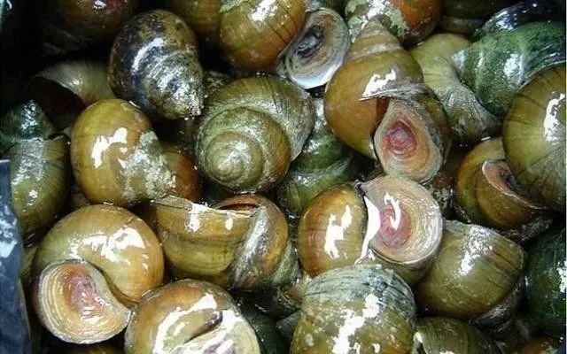 野钓不用买饵料，这6种特效饵随处可得，几乎零成本，下钩就上鱼