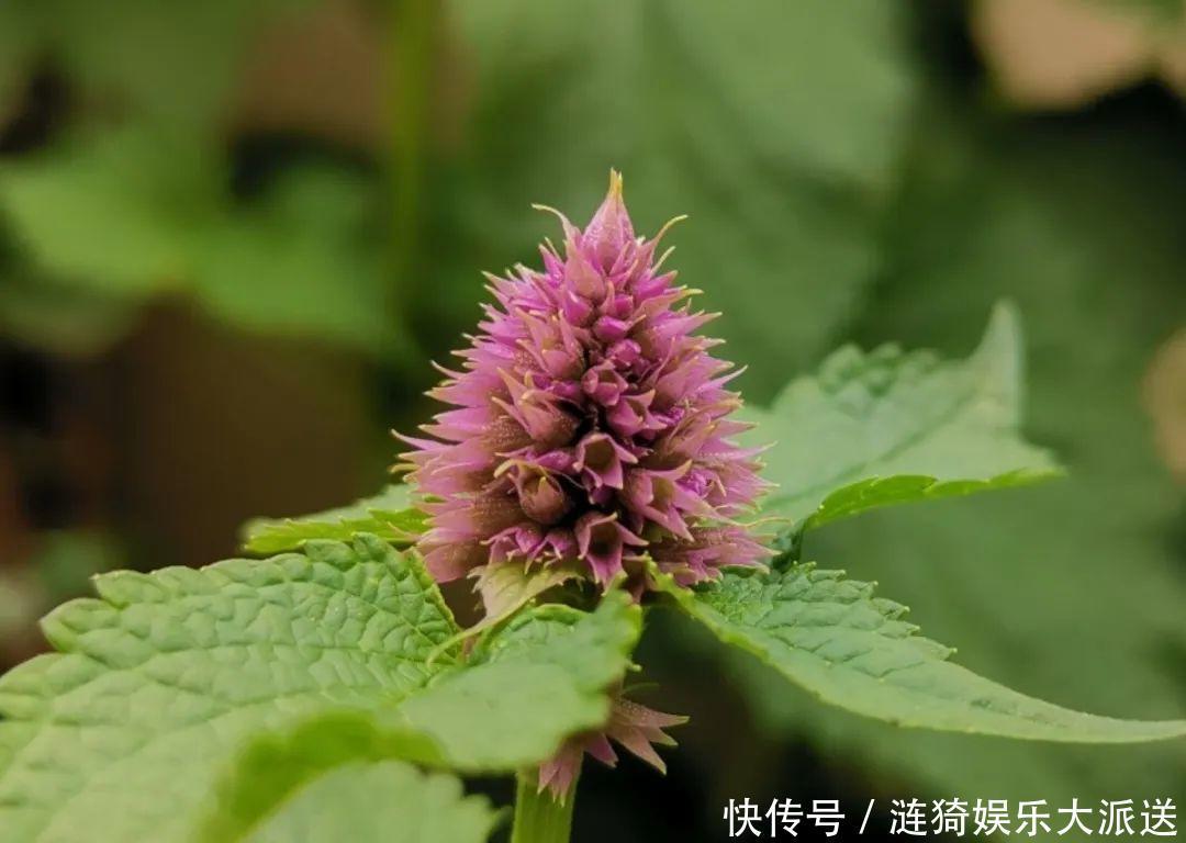 猪笼草|7种花插土里,立马长满院子,蚊虫不敢靠近!