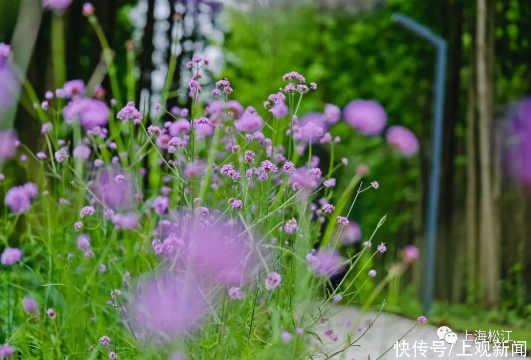 刘桂娟|美翻！松江初夏里的梦幻紫，在家门口就能免费打卡