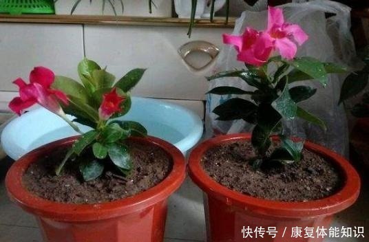 阳台上|一种小花太神奇,一对叶子6朵花,养一棵开一片,室内室外都能养!