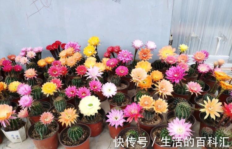 烂根|10种花怕“积水”,养不好,90%是浇水太多,别忽视