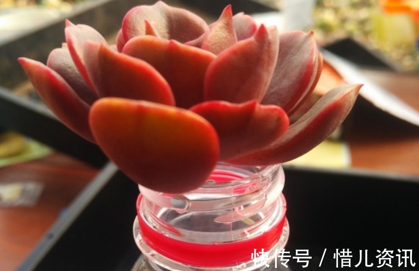 根系|不喜水的多肉,却可以水培2种操作方法,肉肉照样出状态