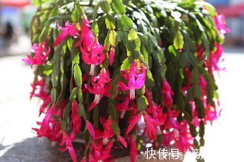 叶片|张大妈养蟹爪兰,只浇一种水,10天浇一次,11月就能开出好多花