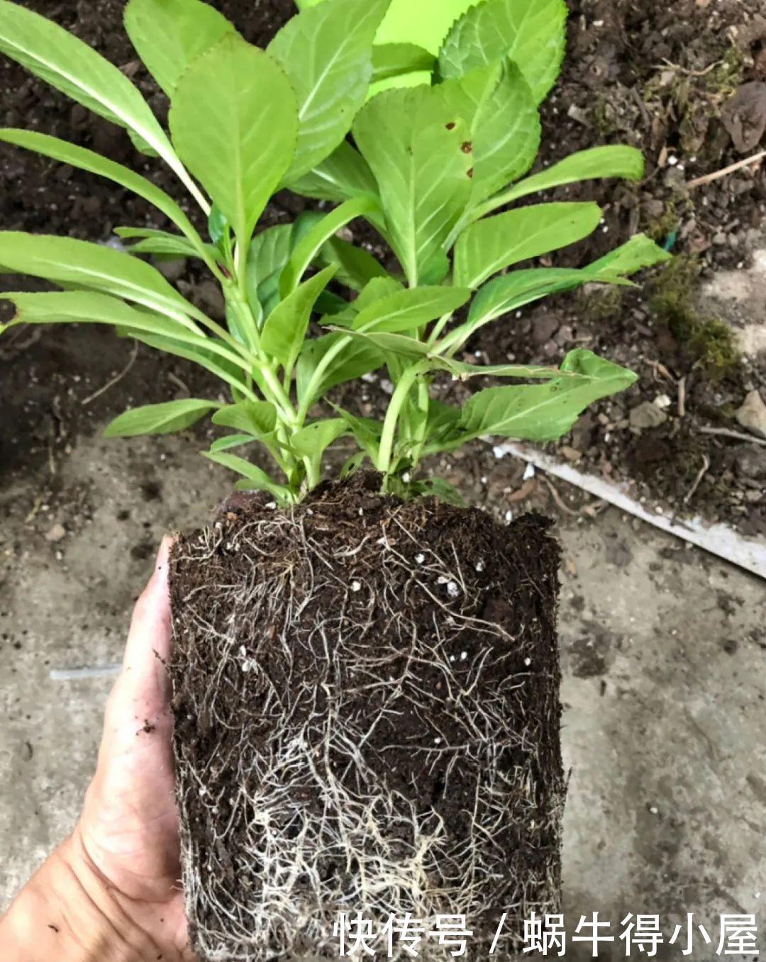 牡丹|这现在不能换盆的花,土一松就没命,白养大半年