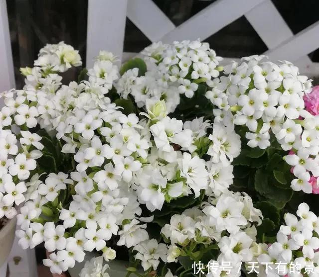 植株|这6种漂亮花,天一热就死,夏天别再买,白花钱养不活